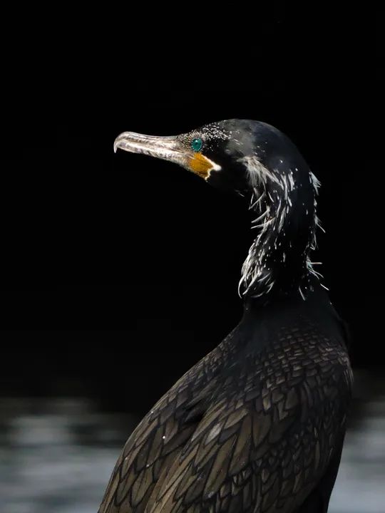 Câmera Digital Nikon COOLPIX P600 zoom 60x - Foto 5