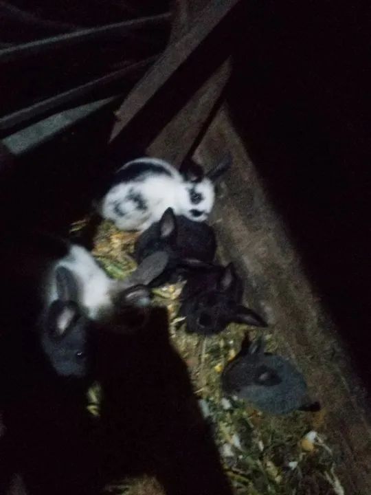 Coelhos fofinhos para venda - Foto 2