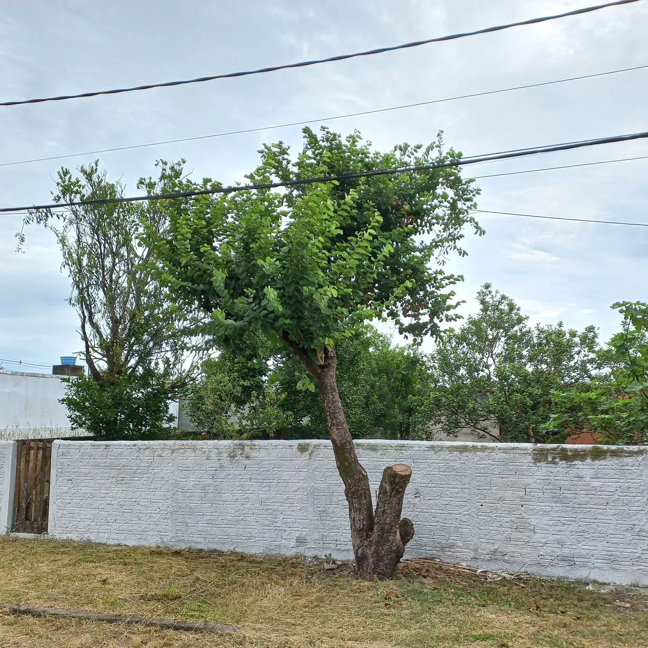 Vendo Terreno Murado em Bairro Bom de Morar - Foto 2