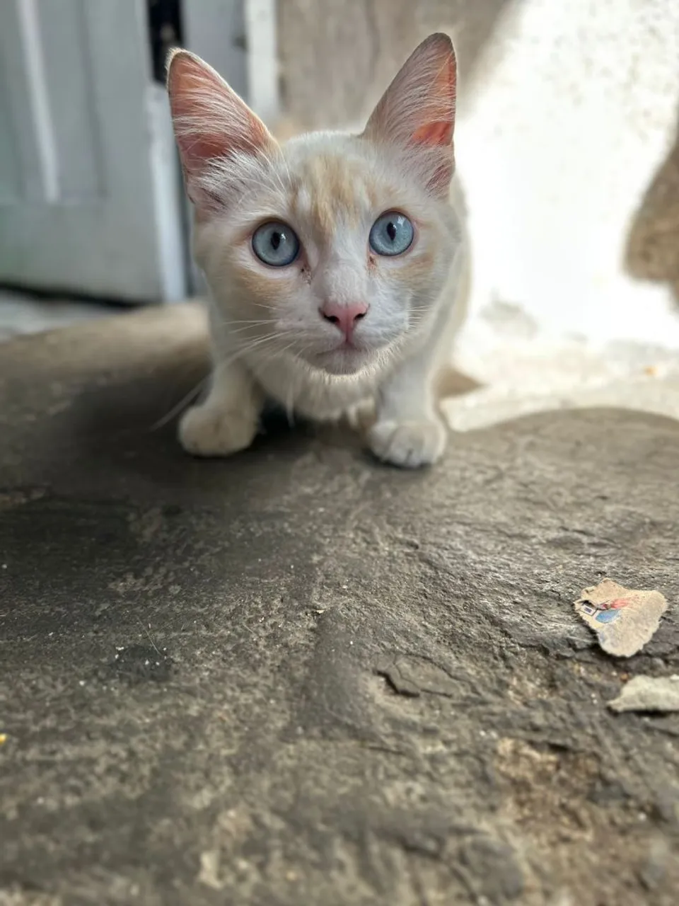 Gatinho macho