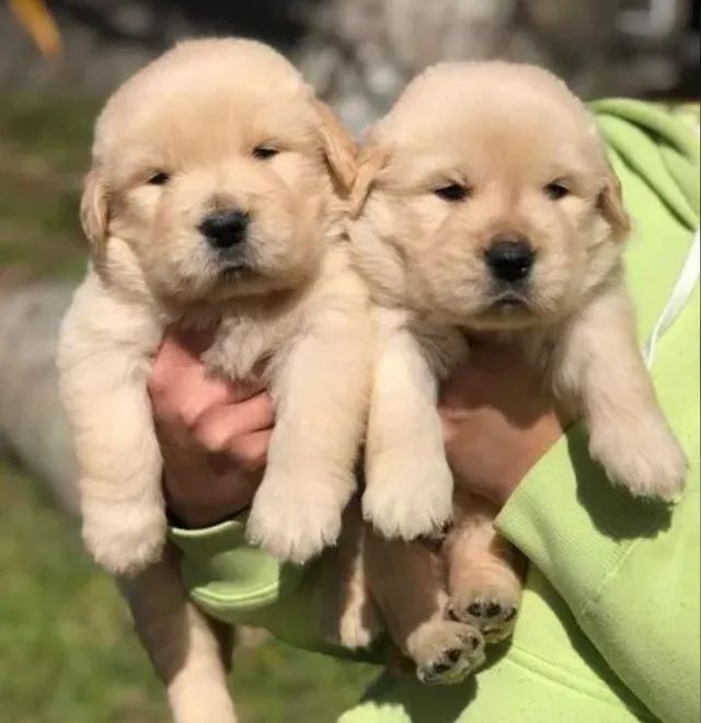 Golden Retriever Os Filhotes Mais Belos de BH 