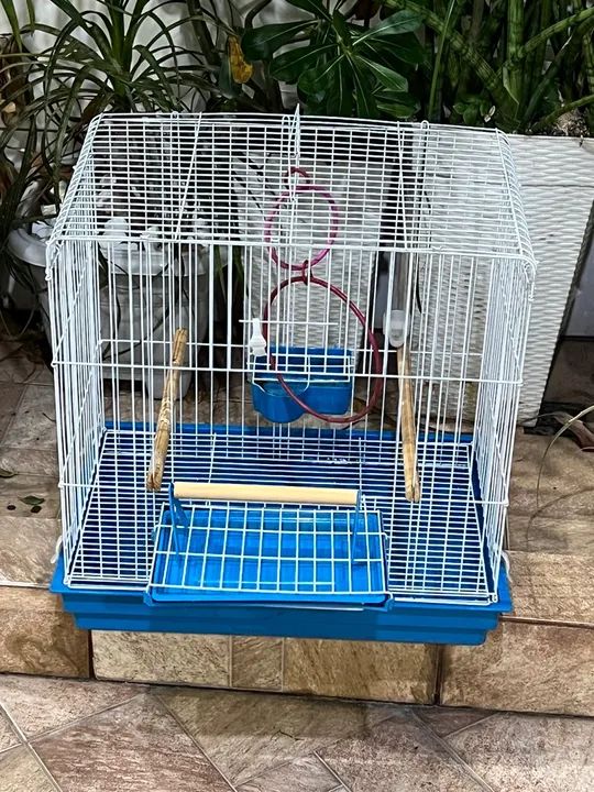 Gaiola para calopsitas 