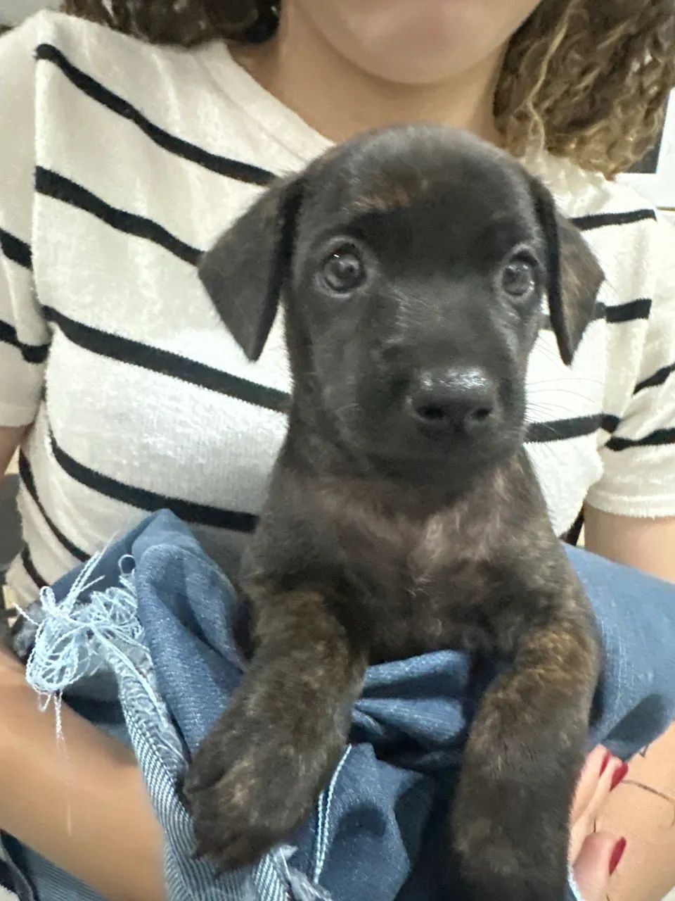 Doa-se cachorra - Foto 2