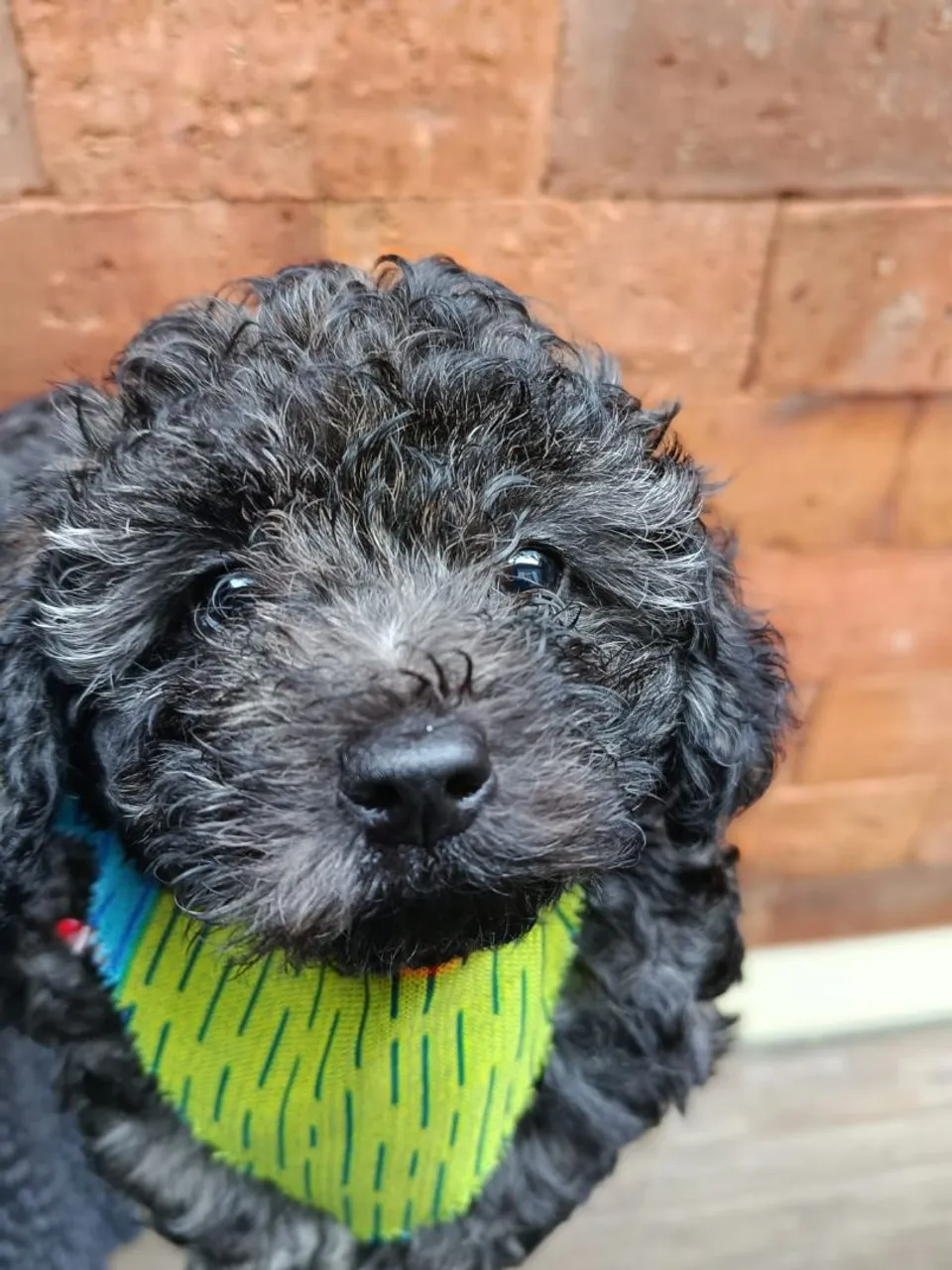 Filhote de Poodle Toy