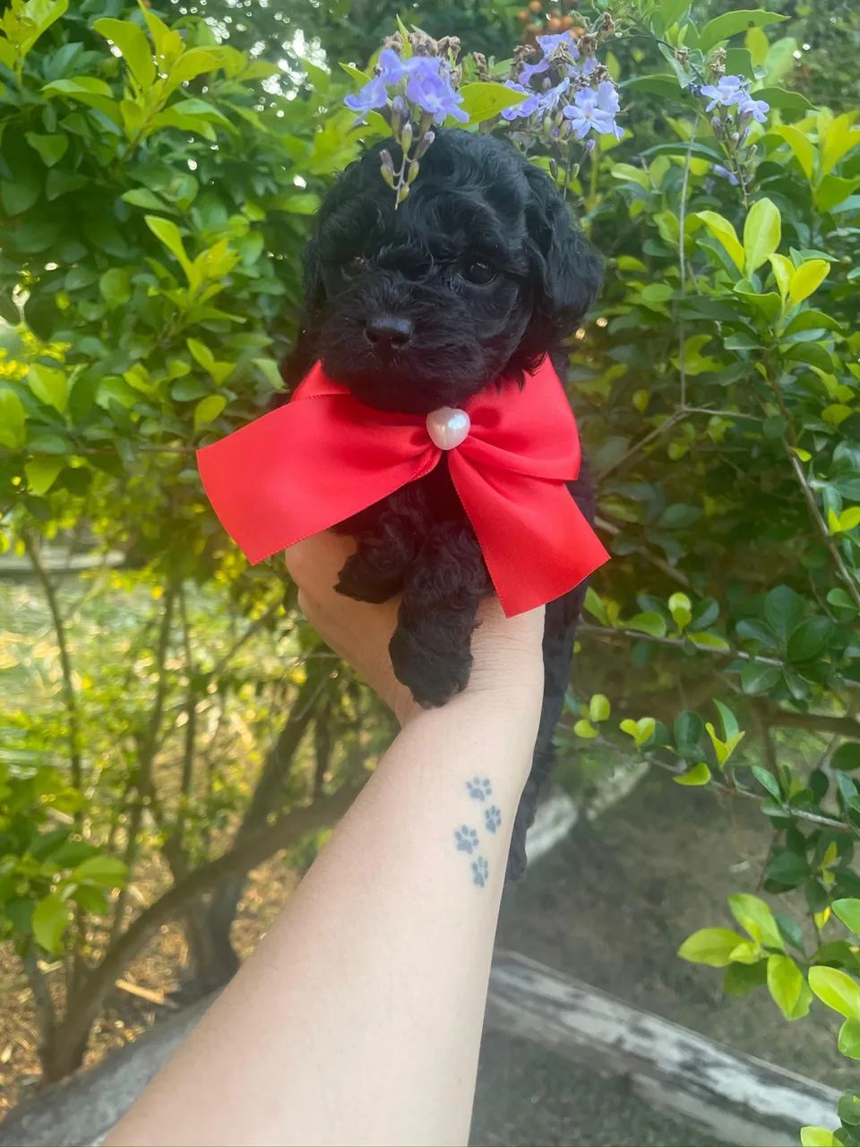 Poodle Toy Original - Perfeito p/ Apartamento! - Foto 3