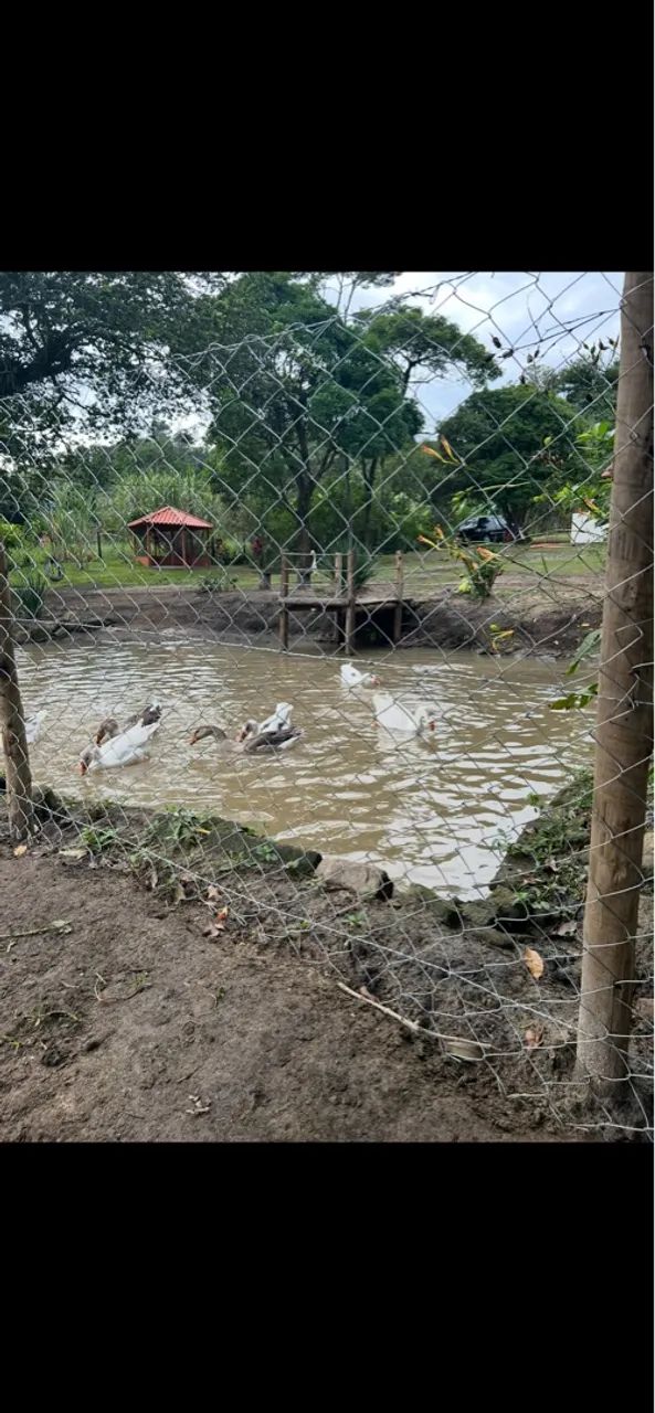  Cabras e Gansos - Foto 3