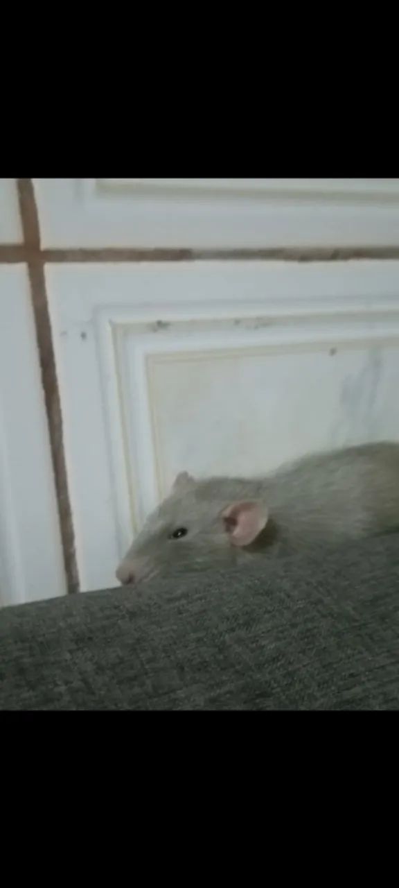  rato twister para venda 