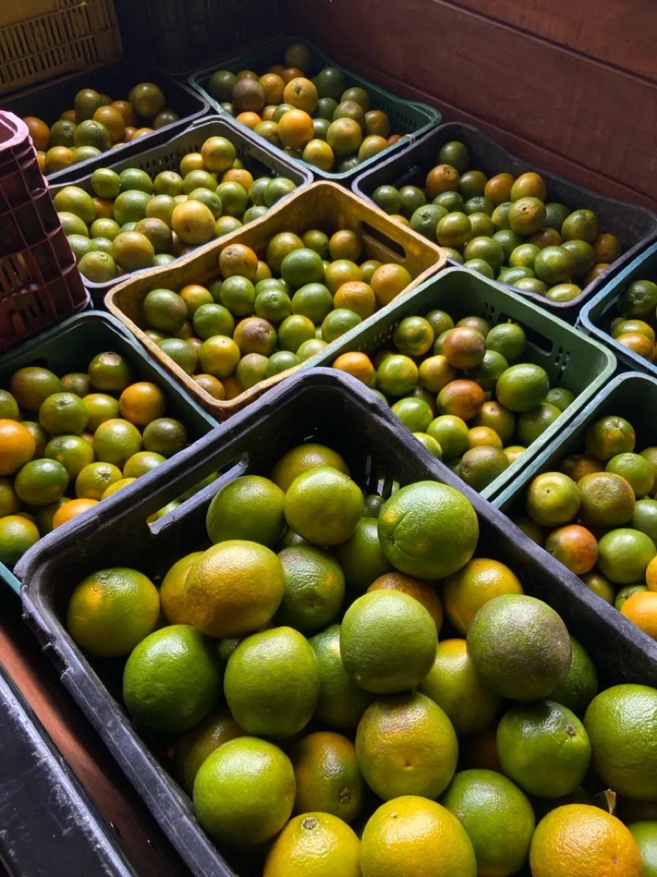 LARANJA PÊRA - CAIXA COM 25kg64309300807811124