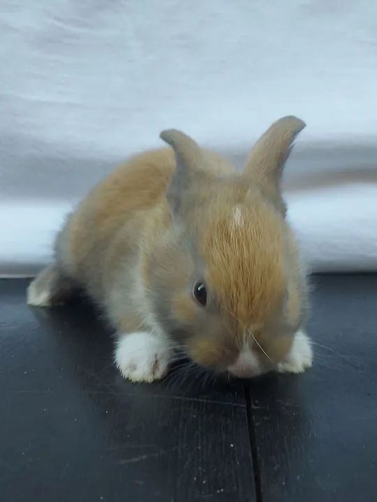 Vendo Filhotes de Coelho - Machos e Fêmeas - Foto 3