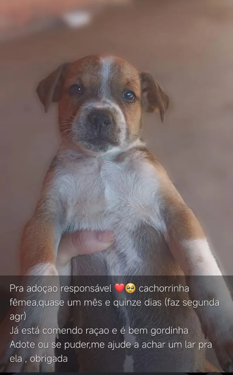 Filhote para adoção responsável