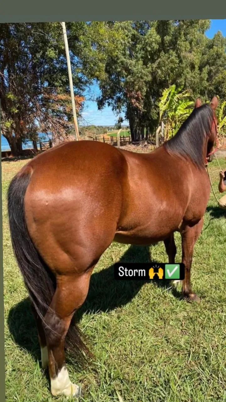 Vendo cavalo quarto de milha - Foto 3