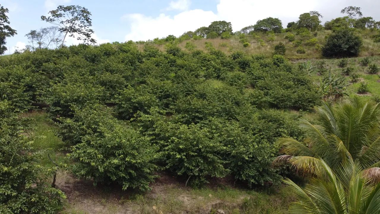 Propriedade rural à venda - 5 km de Chã Grande  PE. - Foto 4
