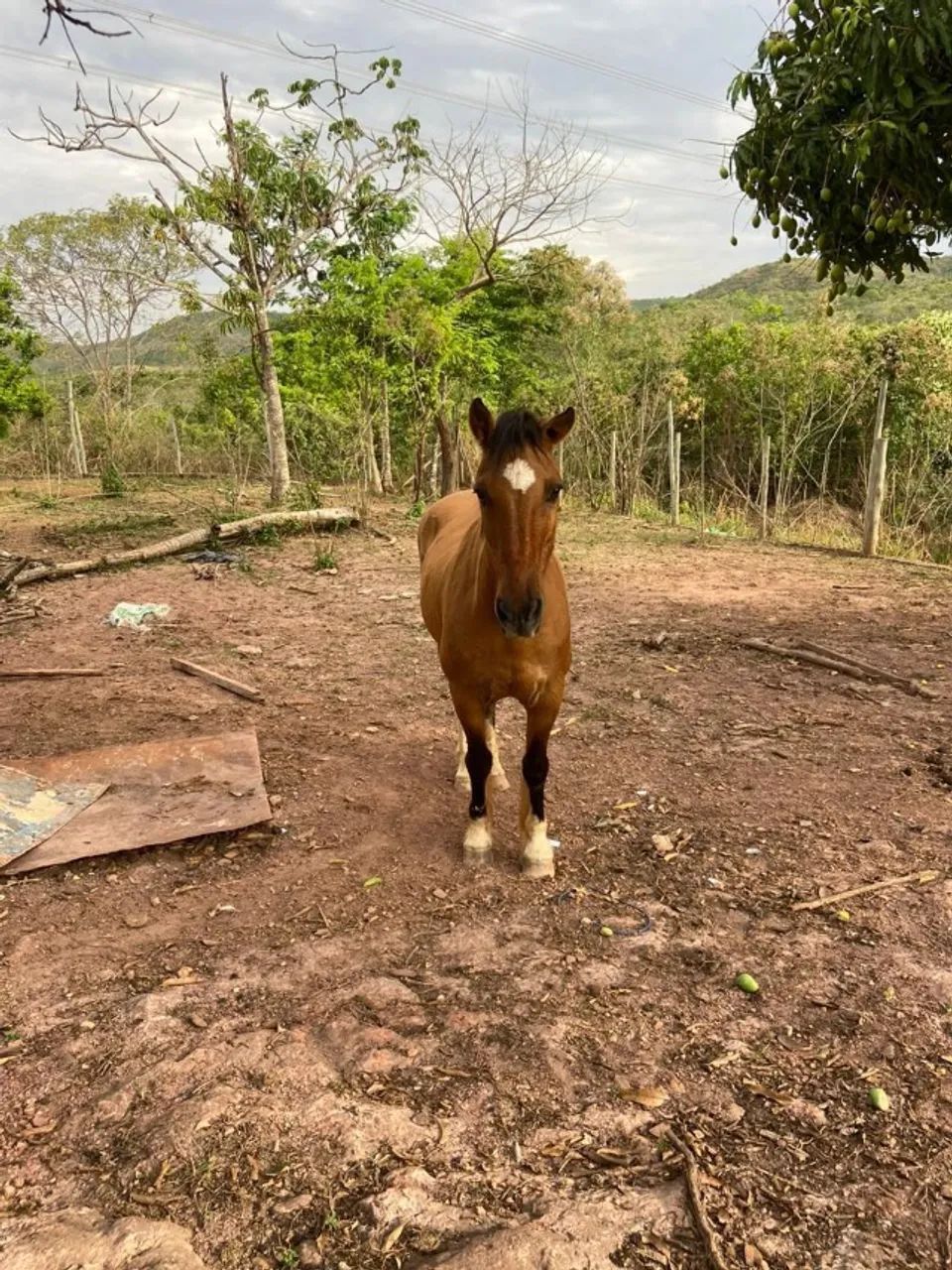Cavalo Crioulo  - Foto 4