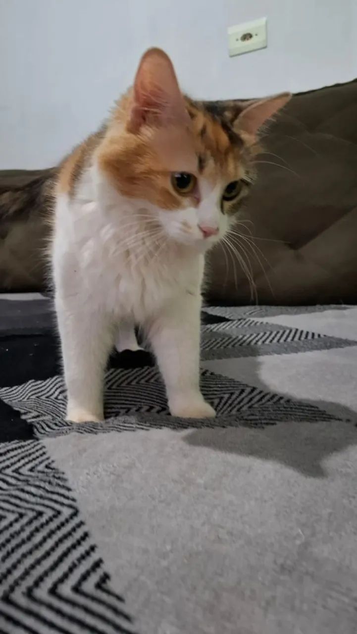 Doação de linda gata tricolor  - Foto 2