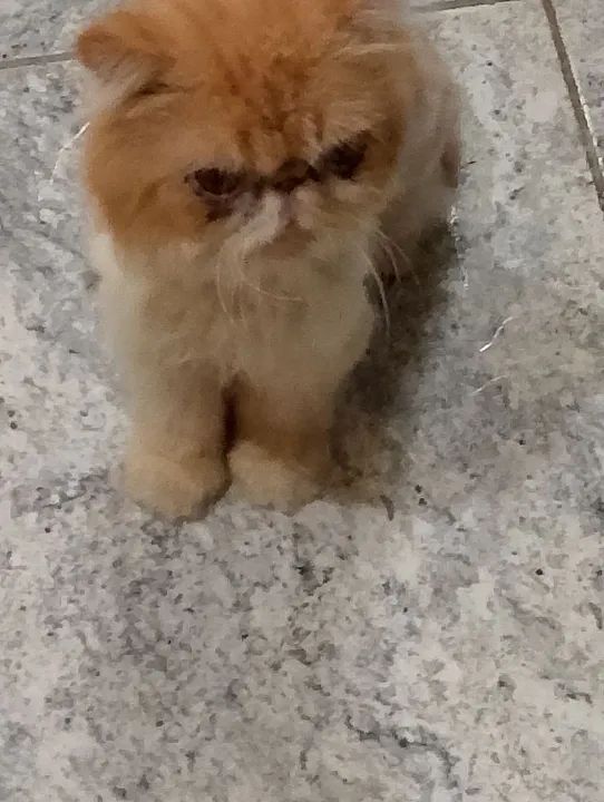 Gato persa CASTRADO E TOSADO  - Foto 5