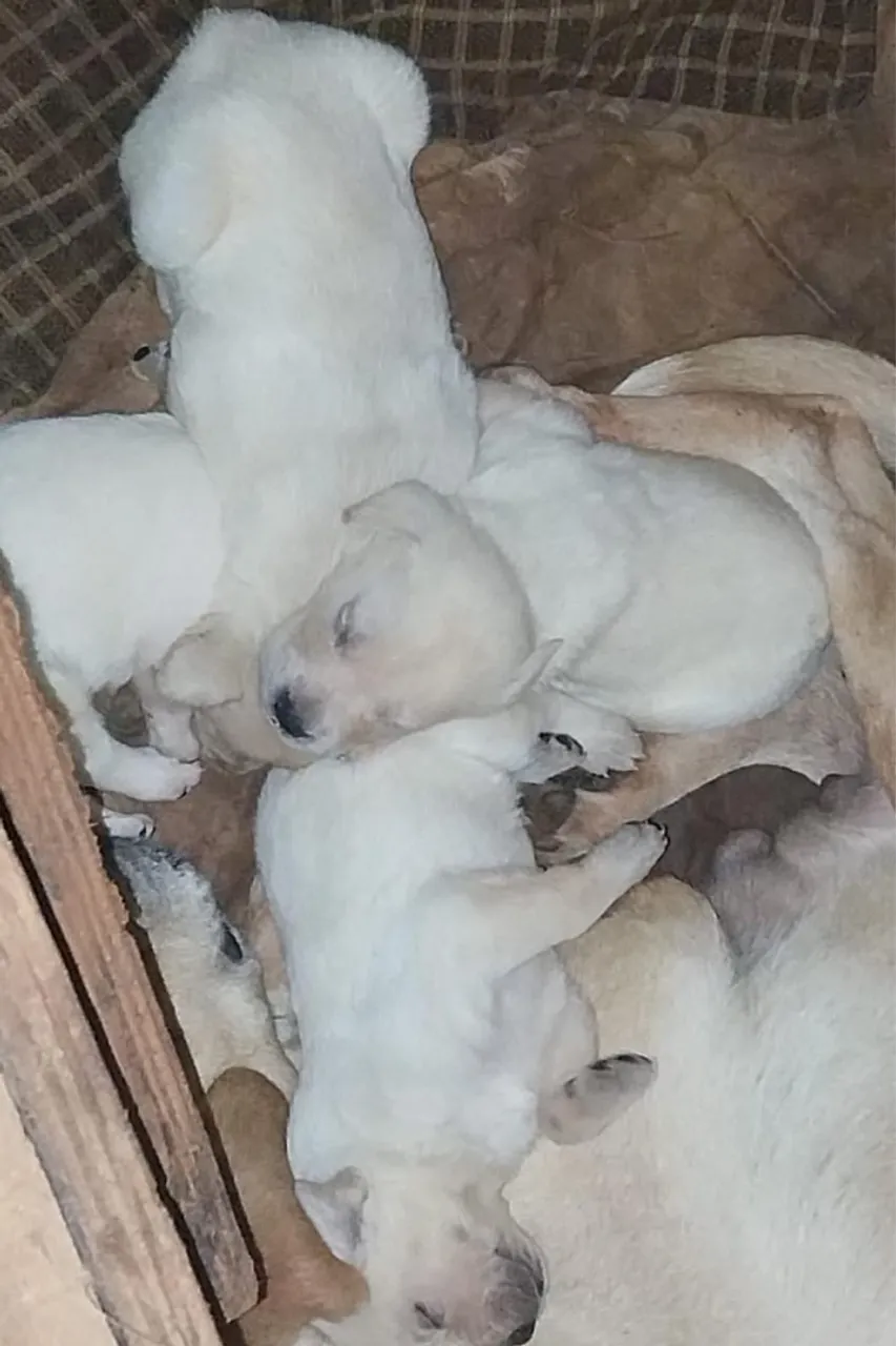 Labradores com 24 dias