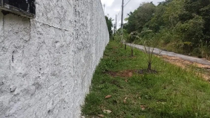 Alugo terreno de 50m x 100m, Rua asfaltada no Tarumã rua do Crematório - Foto 4