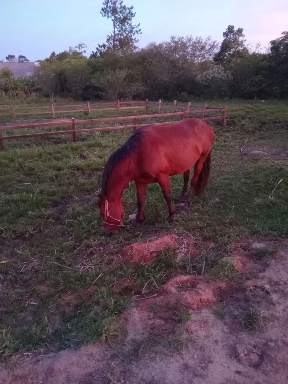 Vendo cavalo crioulo - Foto 3