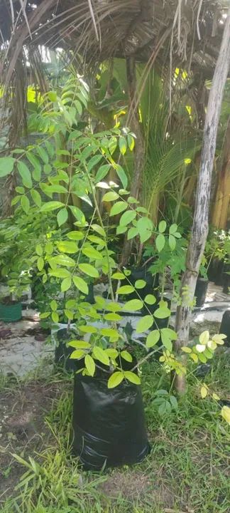 Amoras saiba mais * - Foto 6