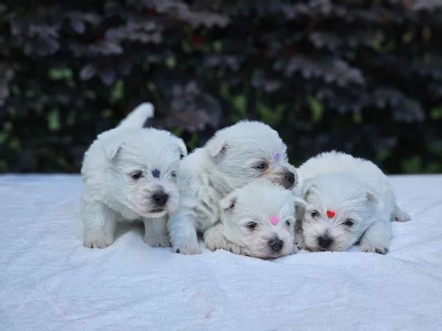 West Terrier 