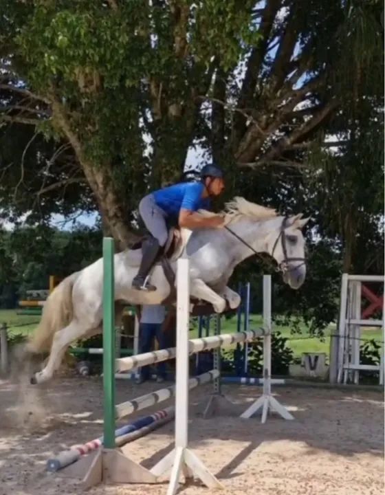 Cavalo Puro Sangue Lusitano - com Registro- salto e adestramento - Foto 4