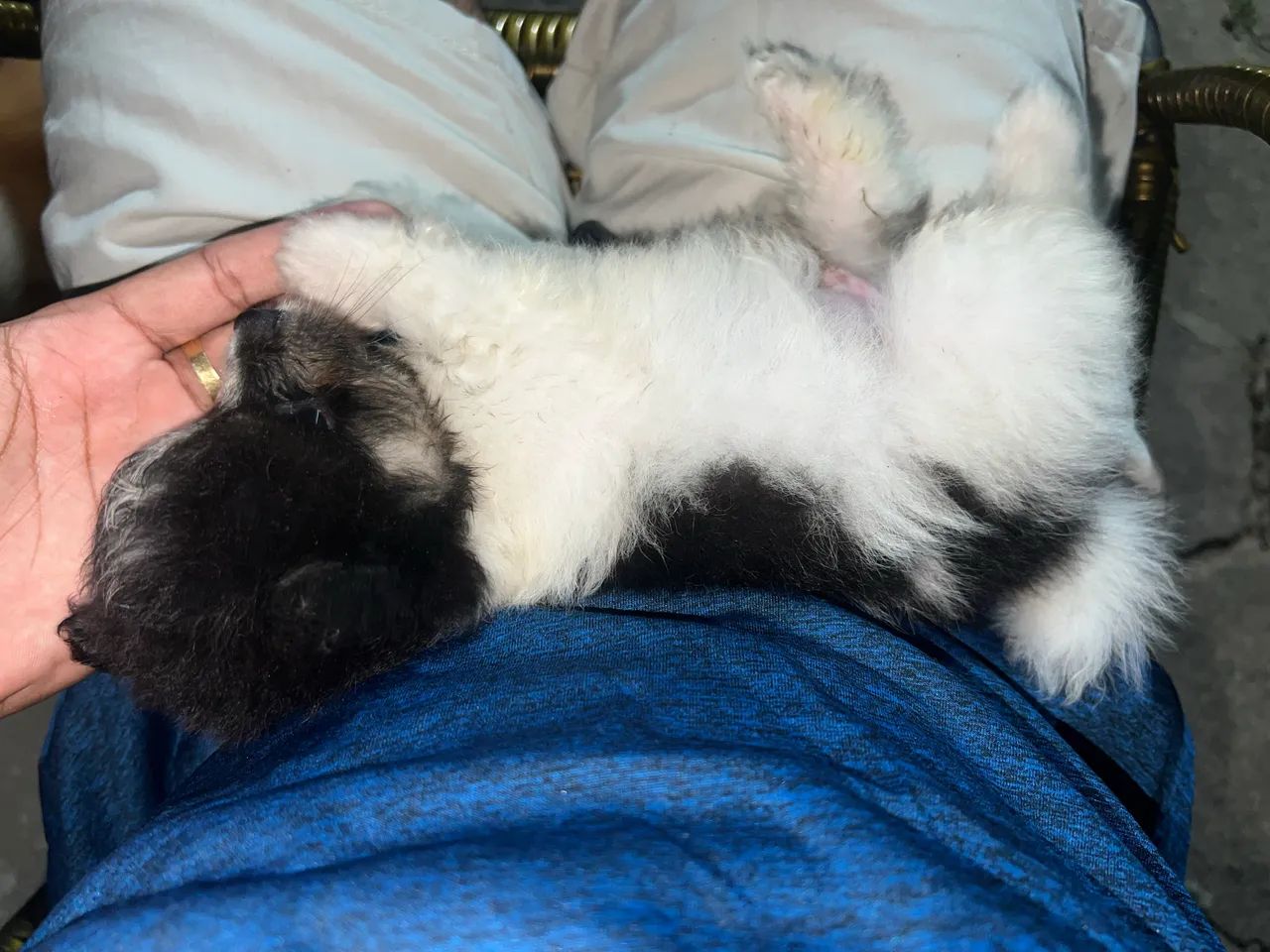 Spitz alemão  - Foto 4