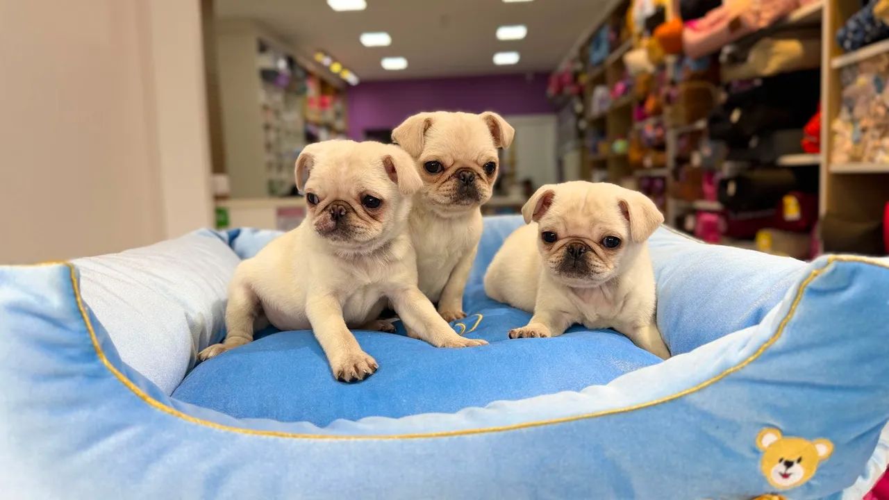 Pug macho  - Foto 3