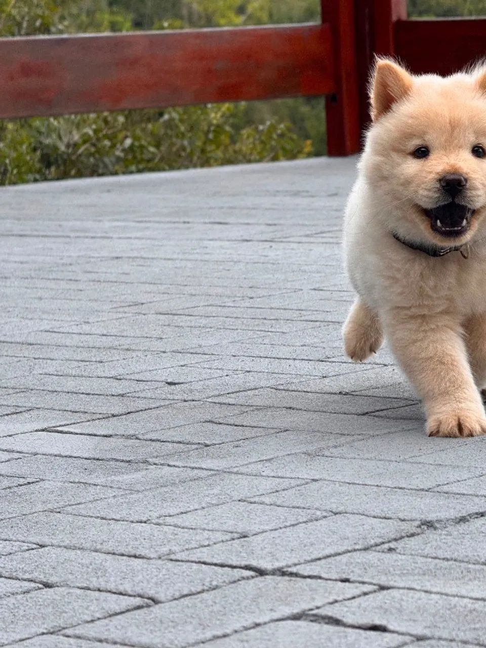 Cachorro chow chow  - Foto 4