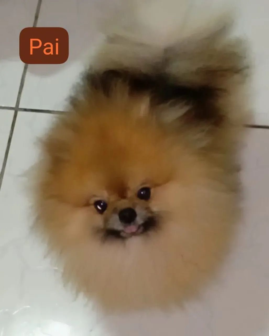Lulu da Pomerânia  - Foto 5