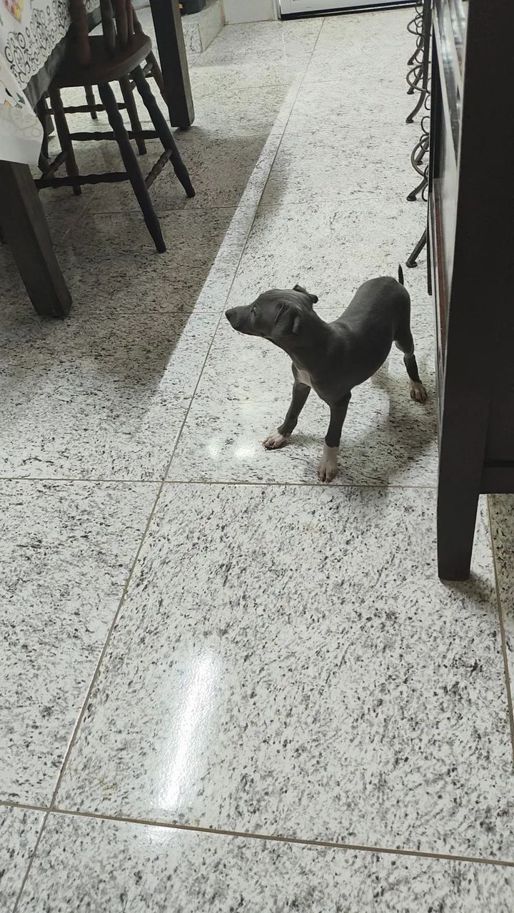 Pequeno Lebrel Italiano 