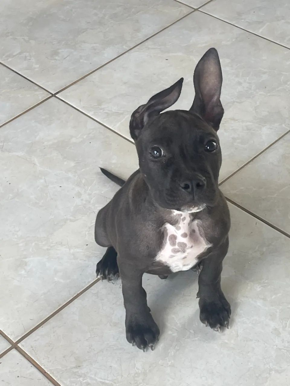 Estou doando esse pitbull mestiço  - Foto 2