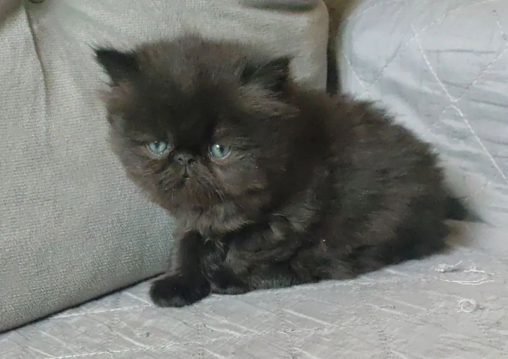 Gatos Persa - Foto 4