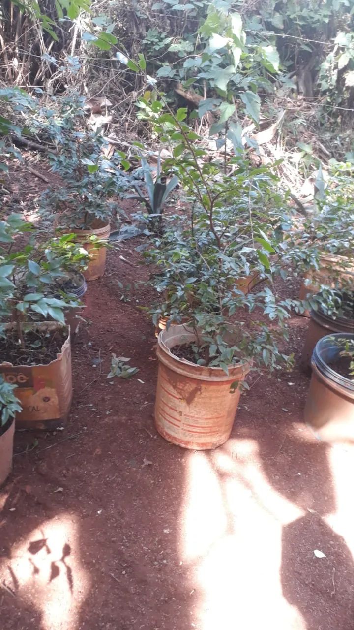 Mudas de jabuticaba  - Foto 2