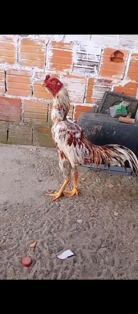 1 galo 6 galinha