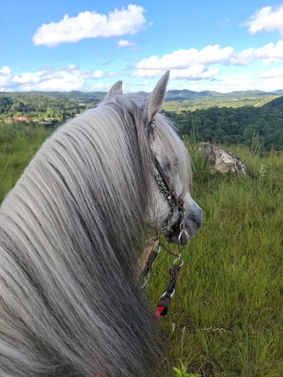 Cavalo mangalarga  - Foto 4