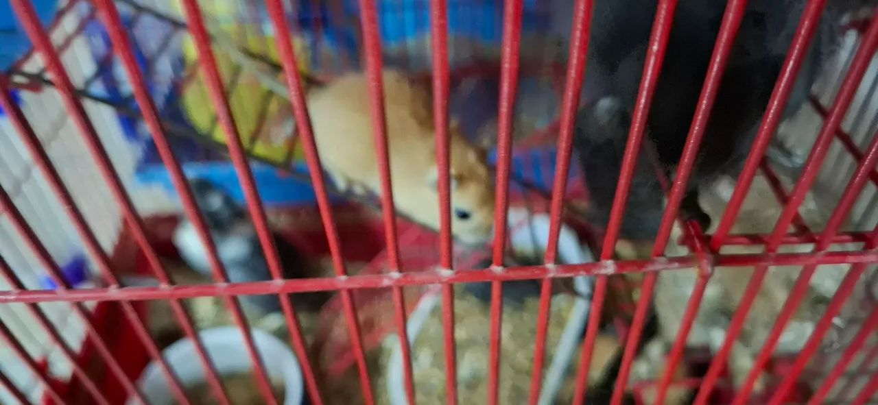 Vendo esquilos gerbil65048997721858124