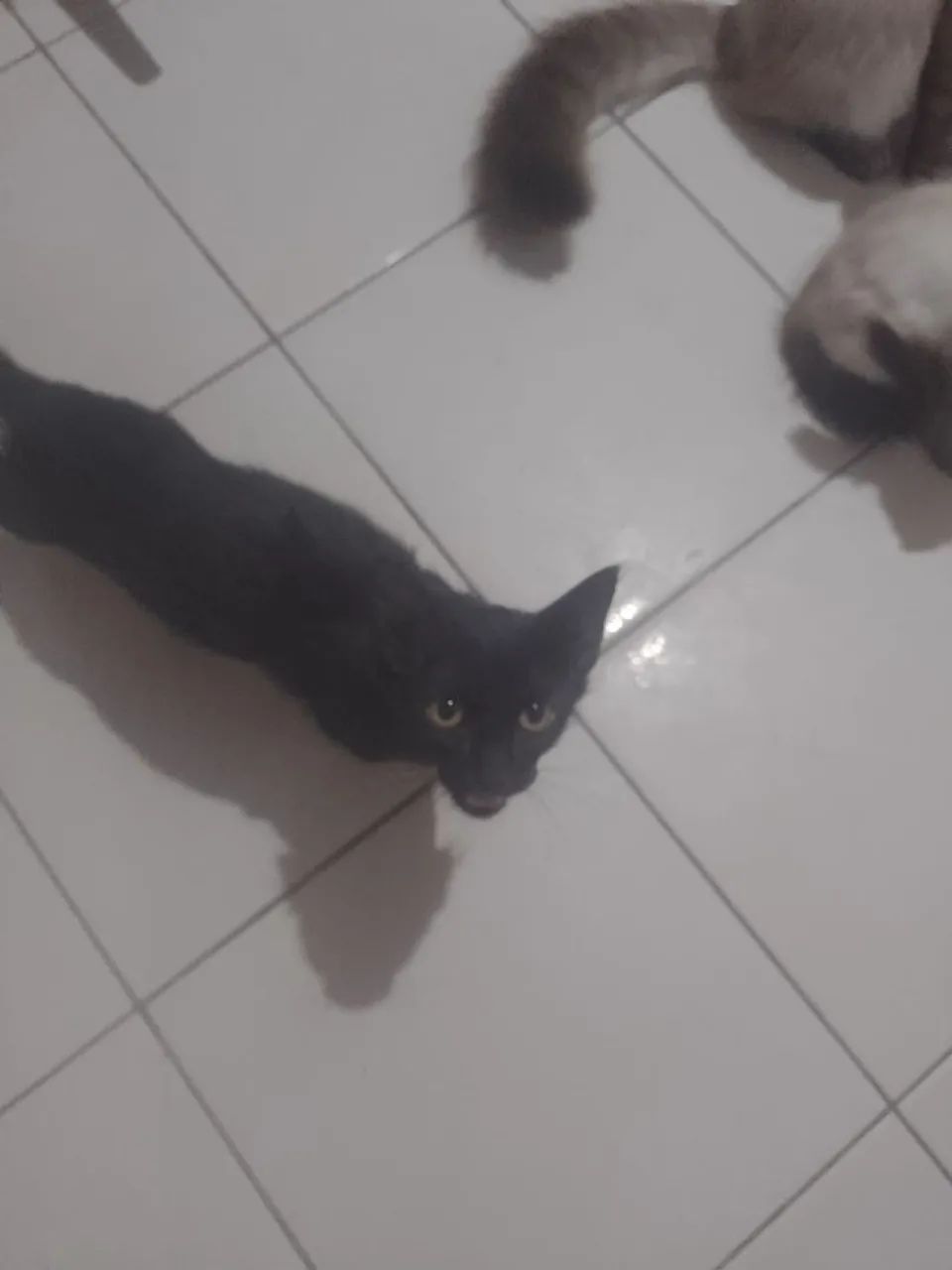 Adoção de gatos - Foto 2