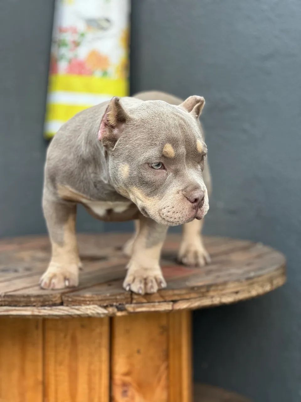 AMERICAN BULLY MICRO - FÊMEA  - Foto 4