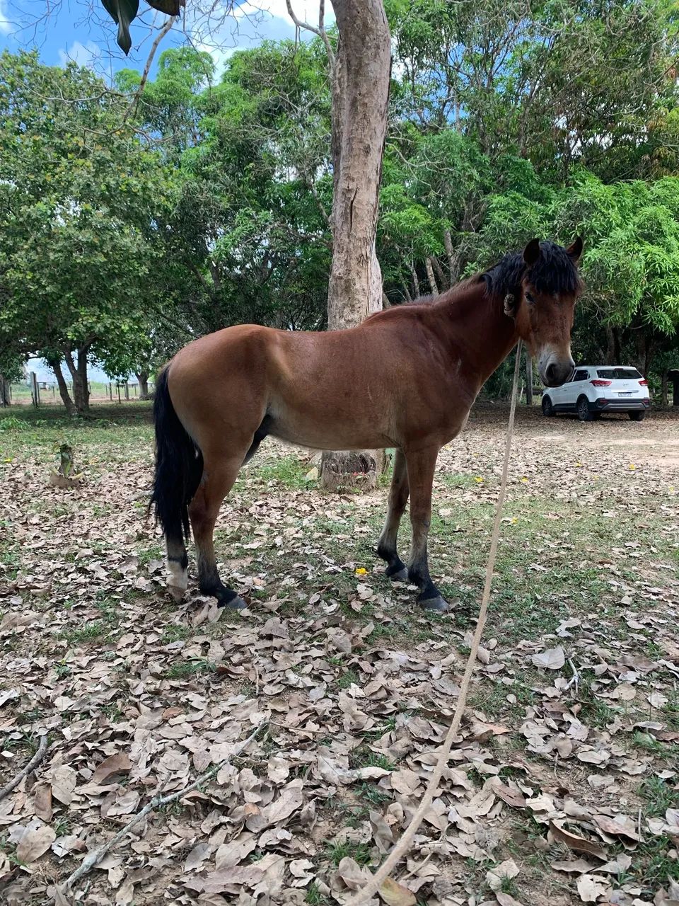 Cavalo 700 reais  - Foto 3