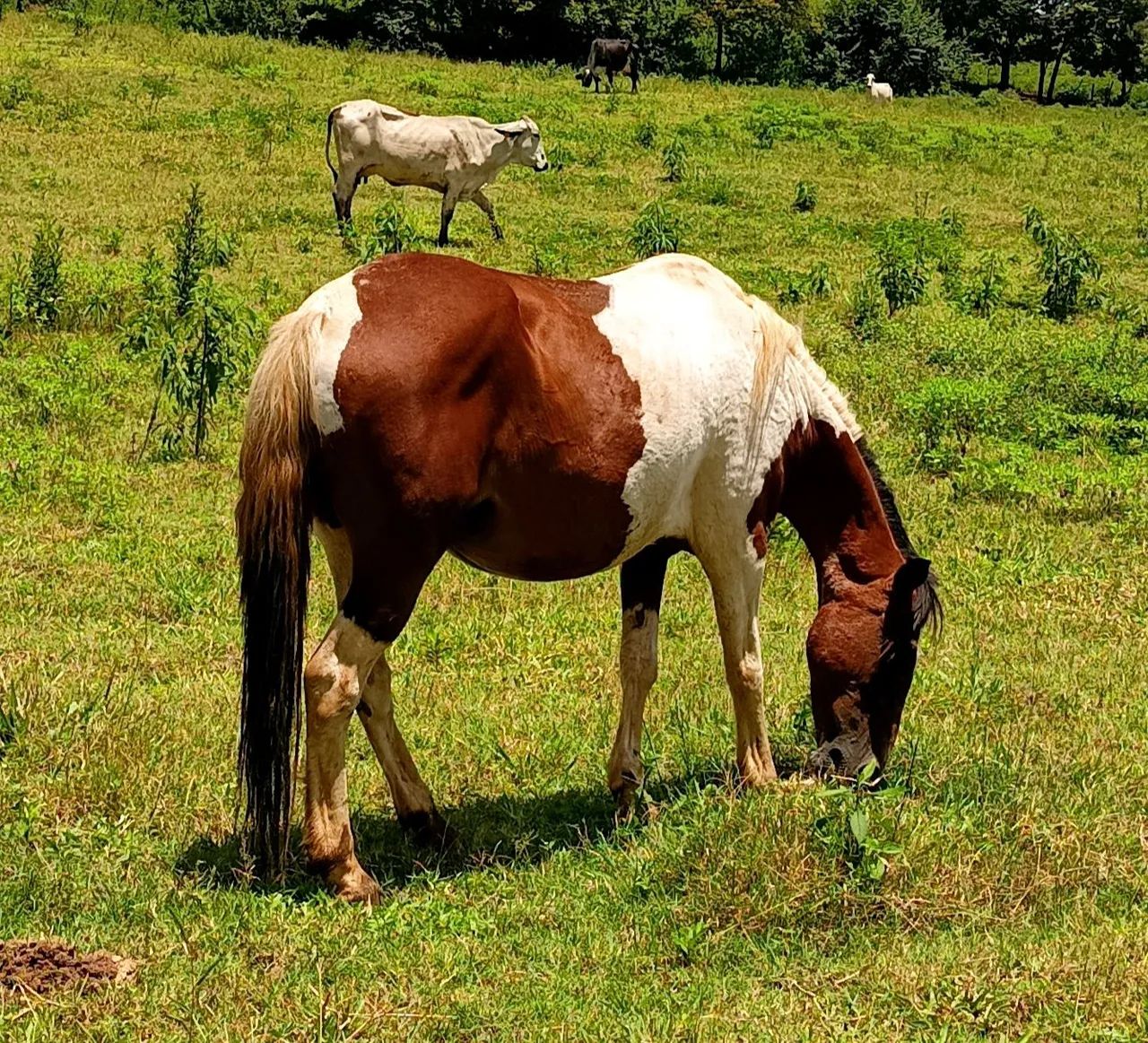 Égua pampa  - Foto 4