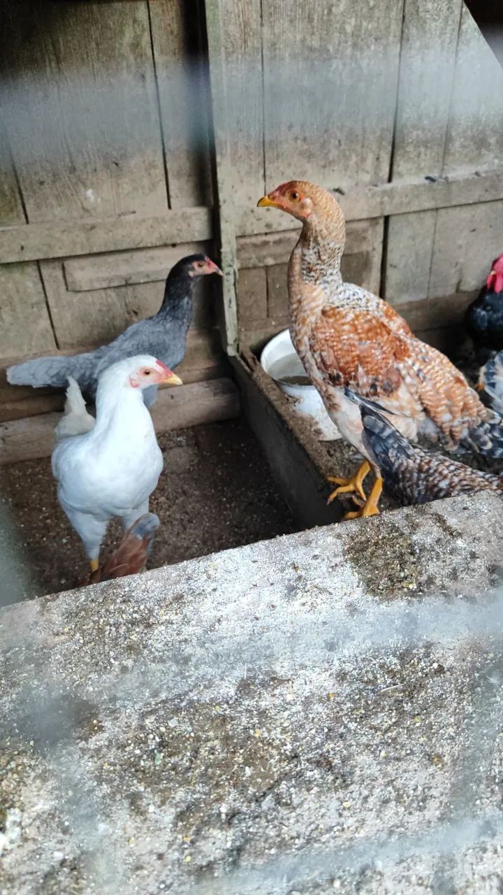 SÓ HOJE (animais) - Foto 4