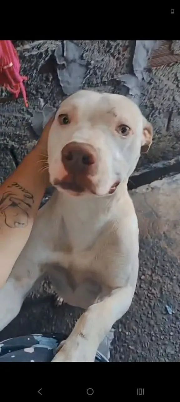 Doação de Pit Bull  - Foto 2