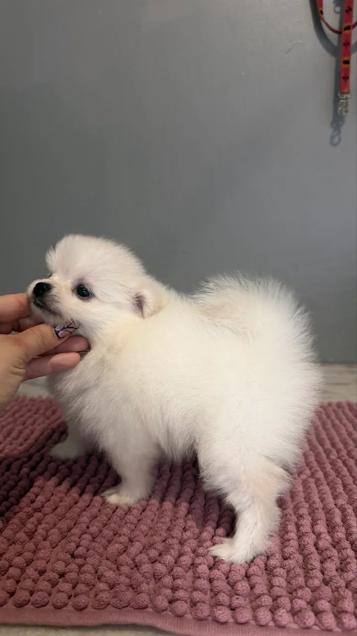 Spitz alemão  - Foto 4