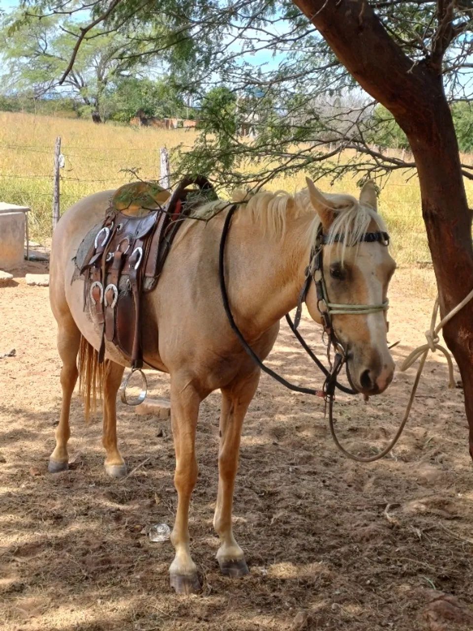 Egua quarto de milha  - Foto 5