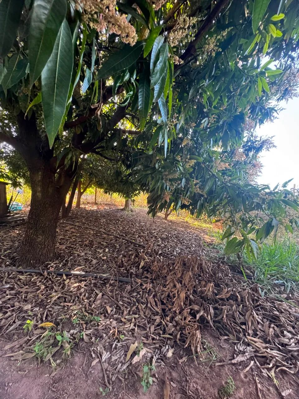 Vendo ou Troco Chácara - Foto 5