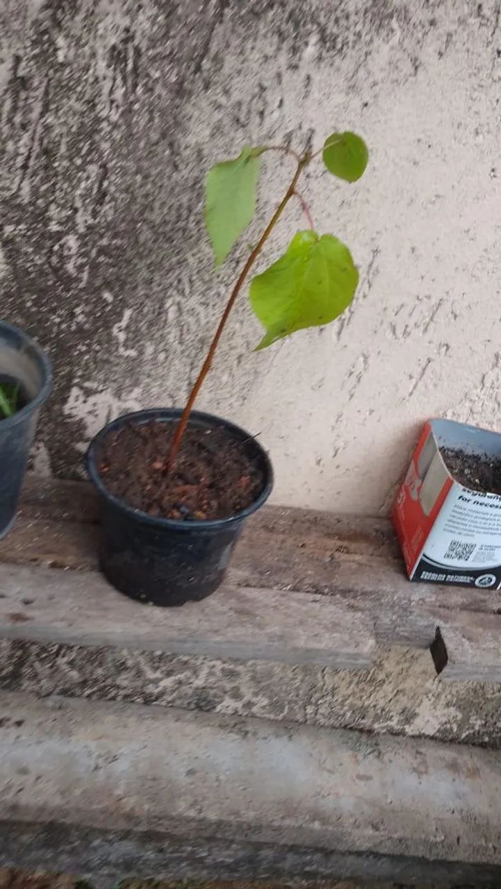 Muda de Algodão
