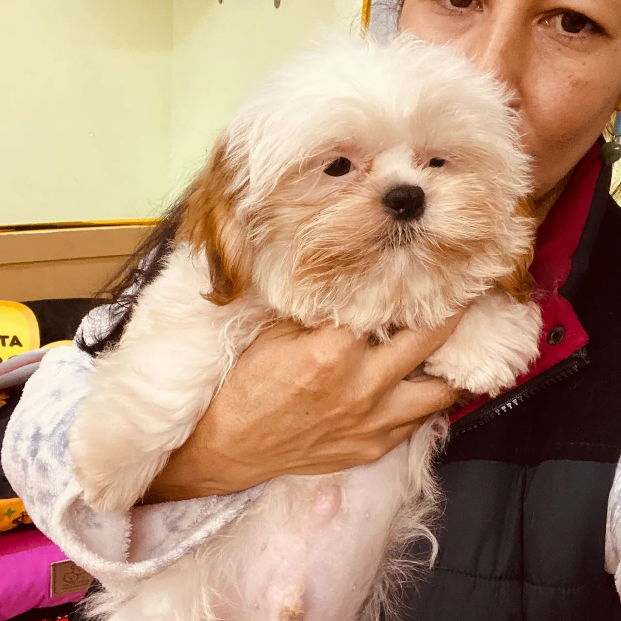 Shih-tzu Macho - Foto 2