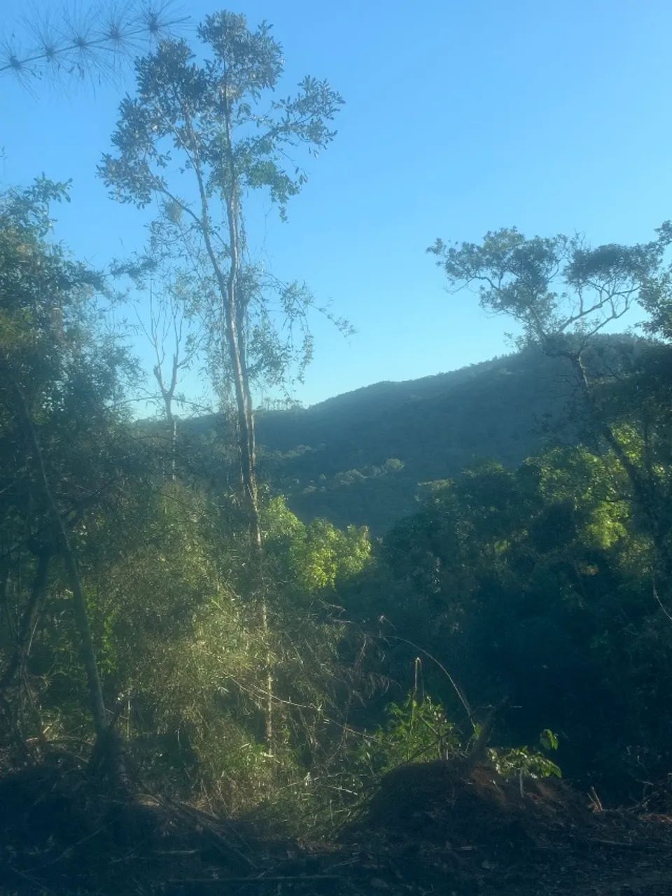 4 alqueires documentados - ideal para  Pinus  - Foto 2