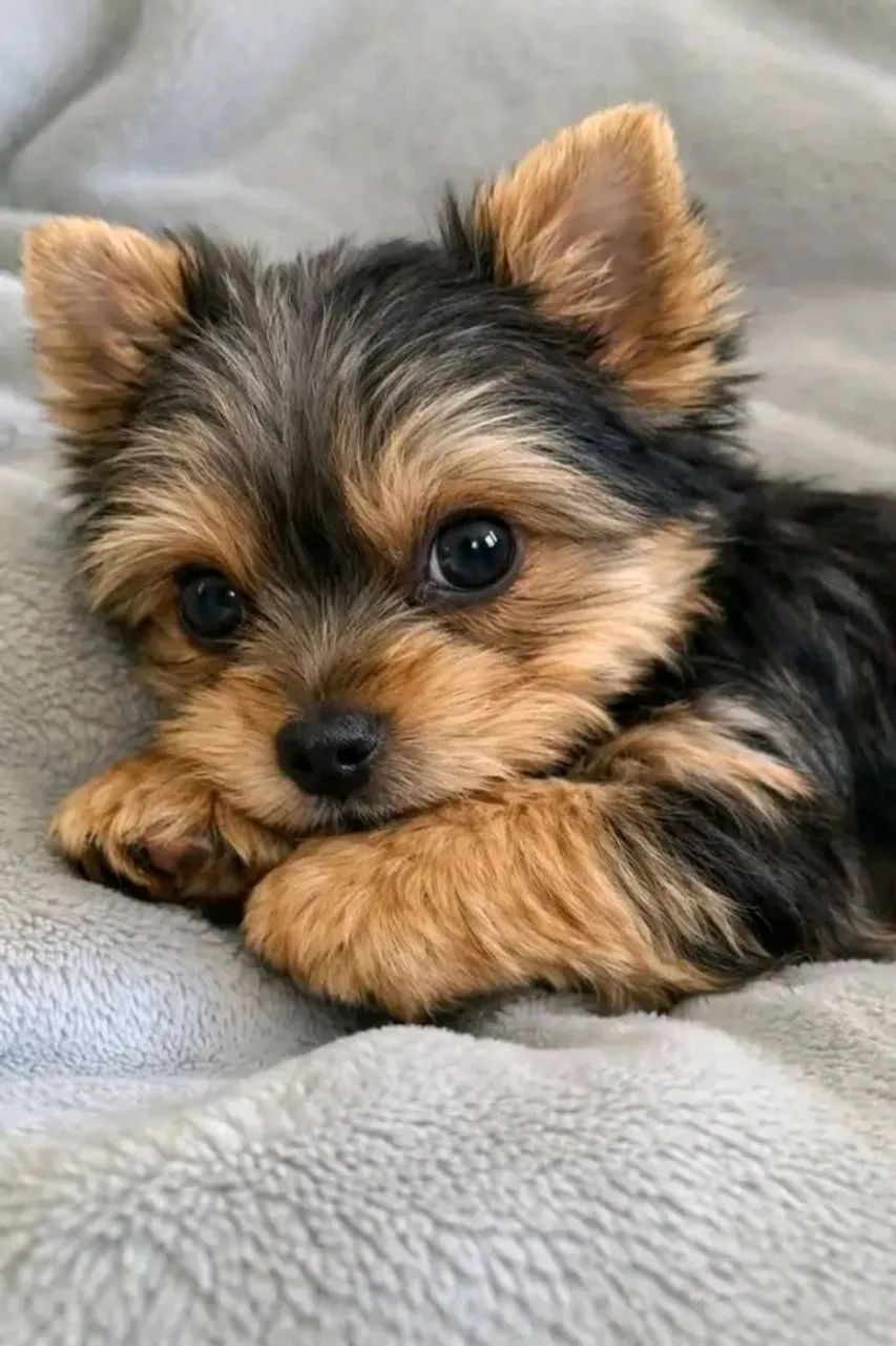 Yorkshire baby face 