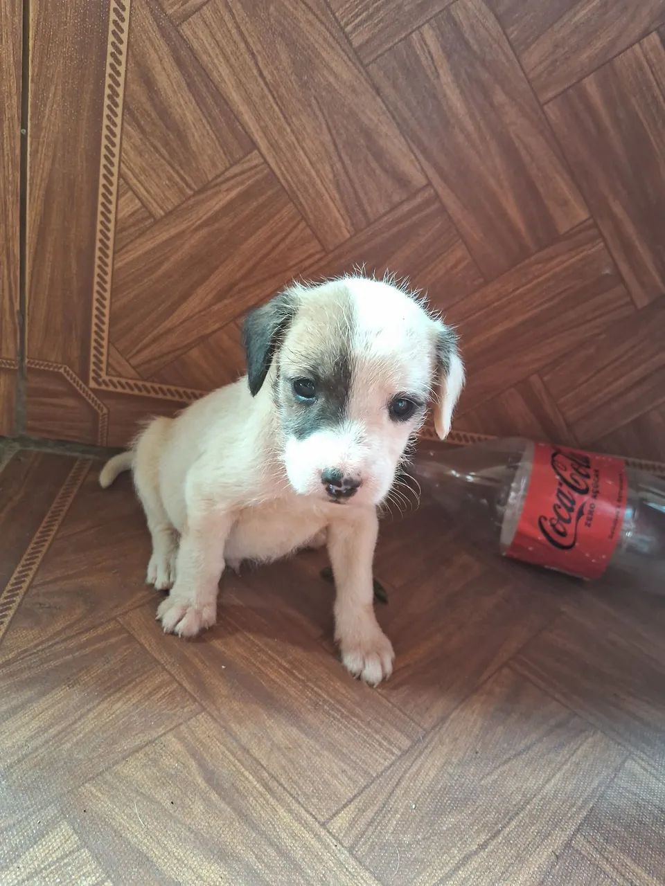 Doa-se cachorrinhos 